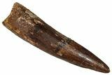 Fossil Spinosaurus Tooth - Real Dinosaur Tooth #350092-1